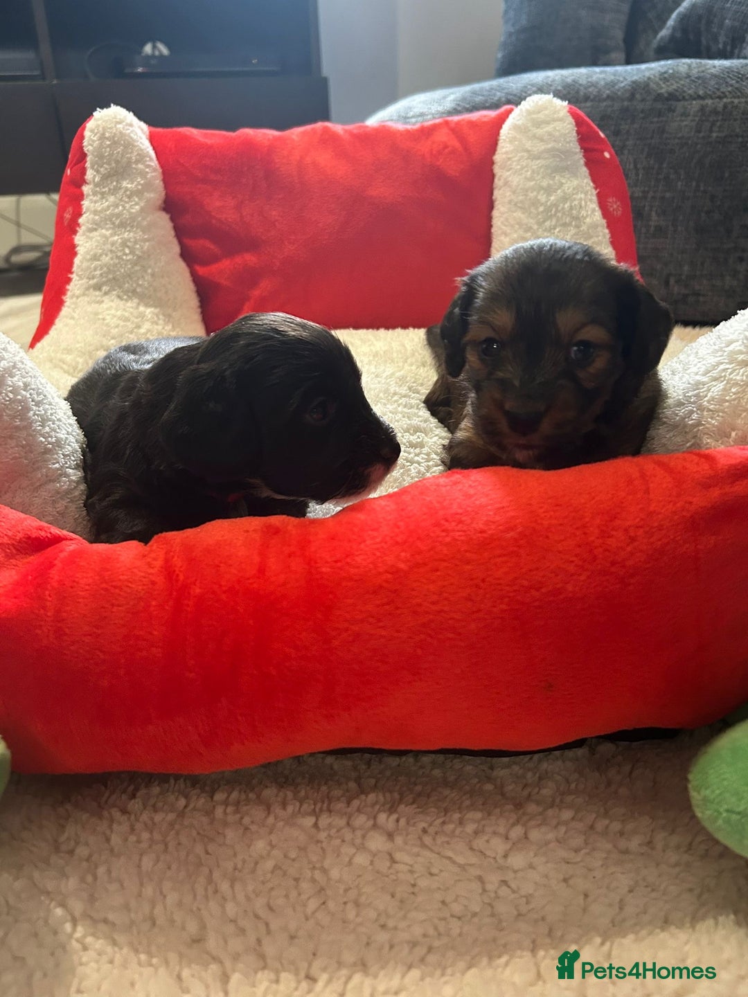 Mixed Breed dogs for sale: Doxiepoo pups - Advert 16