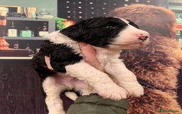Sheepadoodle dogs for sale: Medium Sheepadoodle Puppies Available  - Image 23