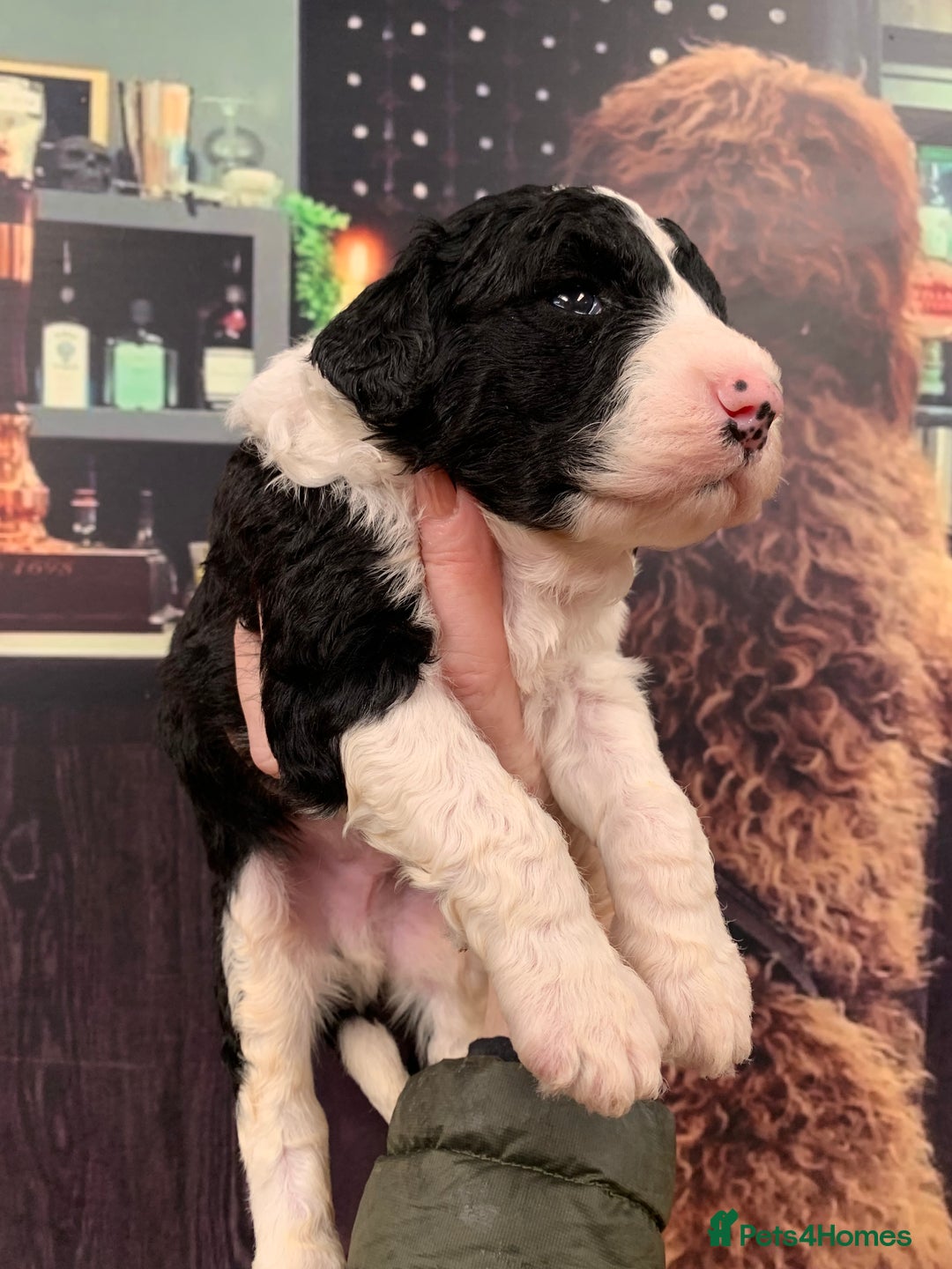 Sheepadoodle dogs for sale: Medium Sheepadoodle Puppies Available  - Image 23