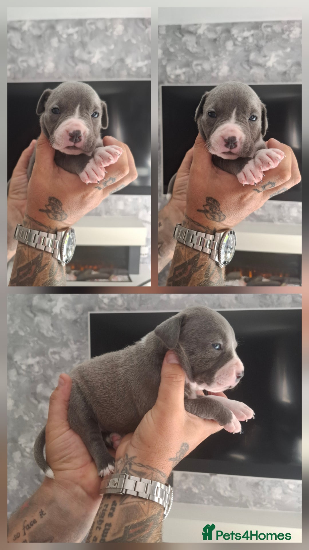 Staffordshire Bull Terrier dogs for sale: 7 Beautiful Staffordshire bull terrier puppies  - Image 2
