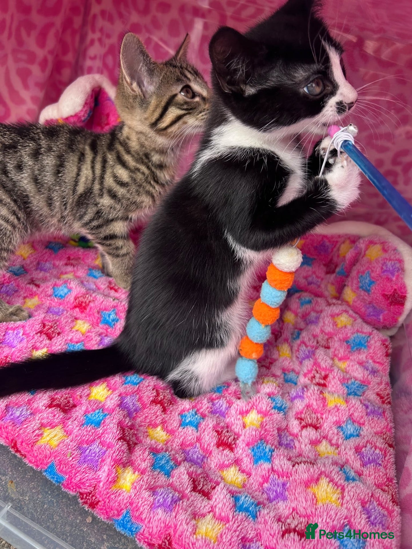 Mixed Breed cats Kitten - Advert 3