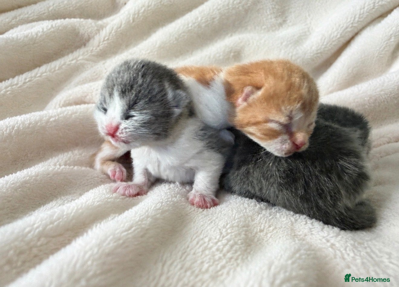 British Shorthair cats Exceptional Champion GCCF British shorthair kitten - Advert 2