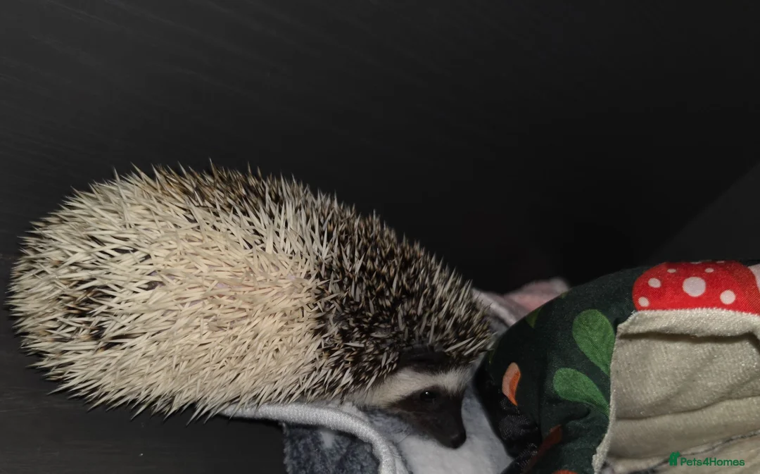 Pygmy Hedgehog rodents for sale: Male Baby hedgehog with Vivarium  - Advert 2