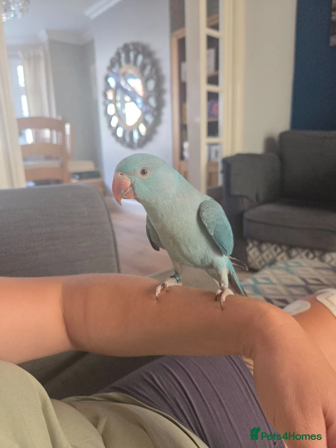 Ringnecks birds for sale: Hand reared Baby indian ring neck parrot in Dudley - Advert 1