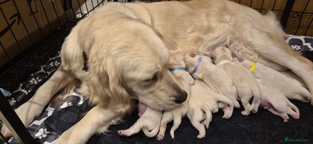 Golden Retriever dogs for sale: KC REGISTERED Golden Retriever puppies  - Advert 15