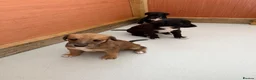 Lurcher dogs for sale: Whippet x saluki greyhound  - Advert 4