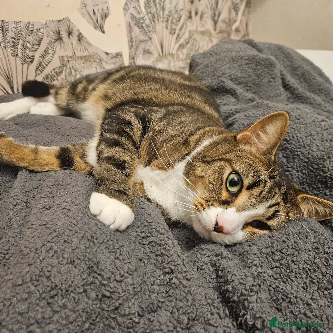 Mixed Breed cats for sale: 2 Brothers looking for a forever home.  in Doncaster - Advert 4