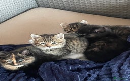 Mixed Breed cats for sale: 4 little girls  - Image 5