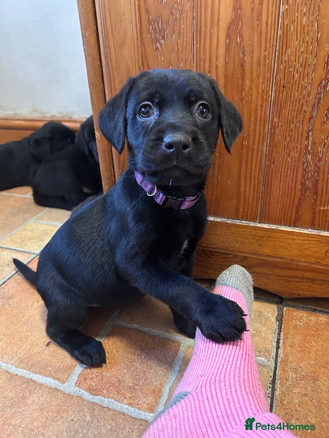 Labrador Retriever dogs for sale: GORGEOUS LITTER OF BLACK LABRADOR PUPPIES!! - Advert 22