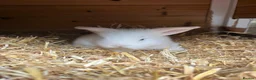 Mini Lop rabbits for sale: Pure white blue eye doe abd buck - Advert 3