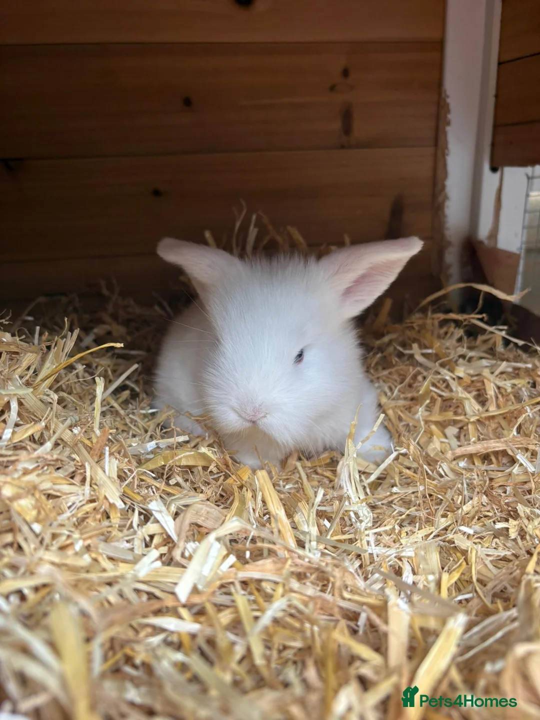 Mini Lop rabbits for sale: Pure white blue eye doe abd buck - Advert 3