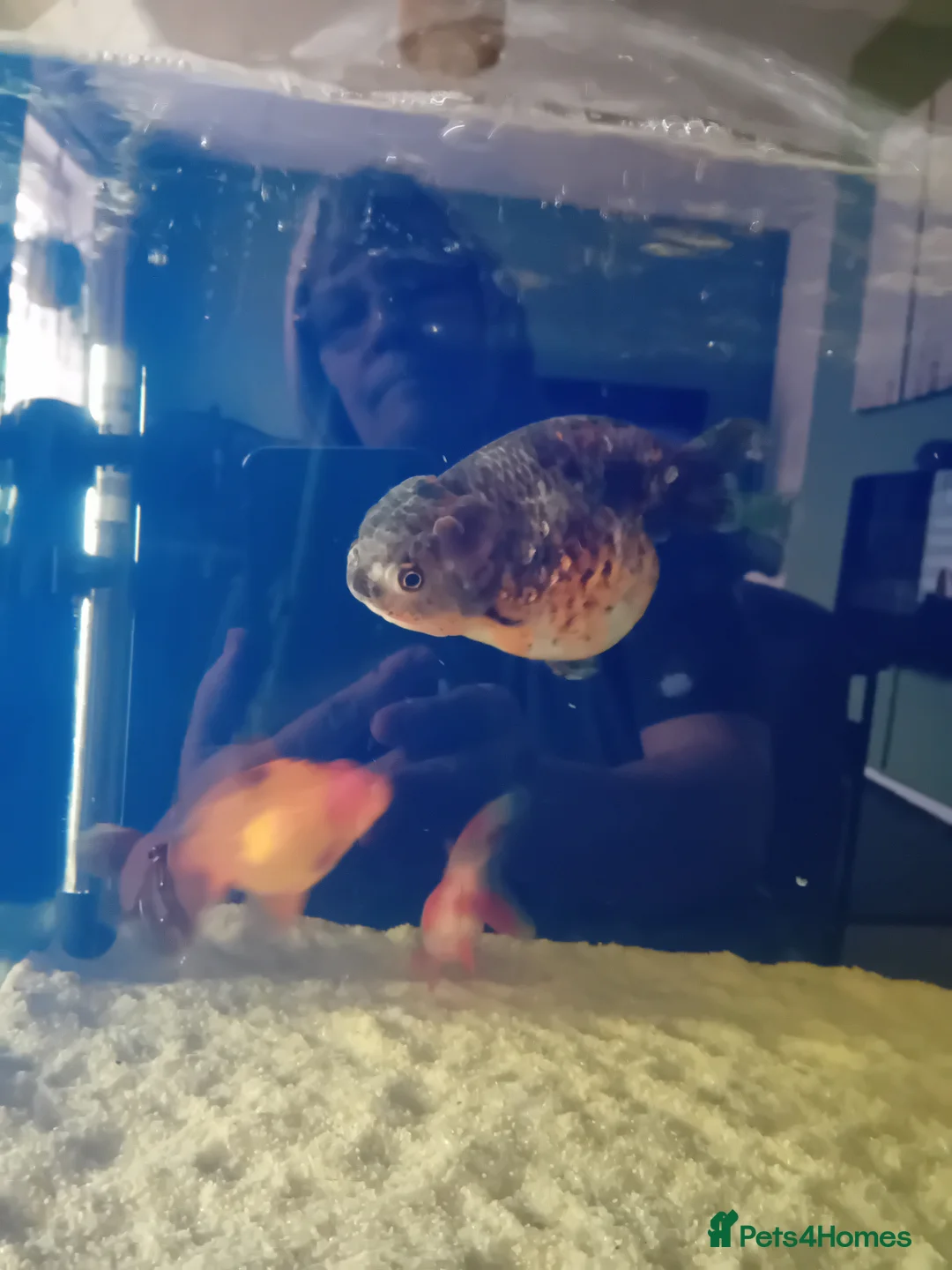 Fancy Goldfish fish for sale: Fancy goldfish in Bristol - Advert 3