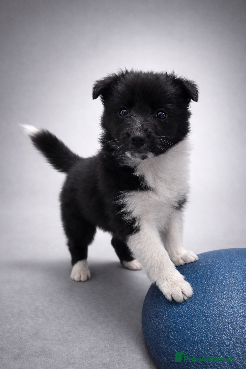 Shetland Sheepdog dogs 🖤 BI BLACK GIRL 🖤 - Advert 1