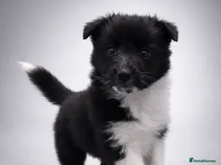 Shetland Sheepdog dogs 🖤 BI BLACK GIRL 🖤 - Advert 1