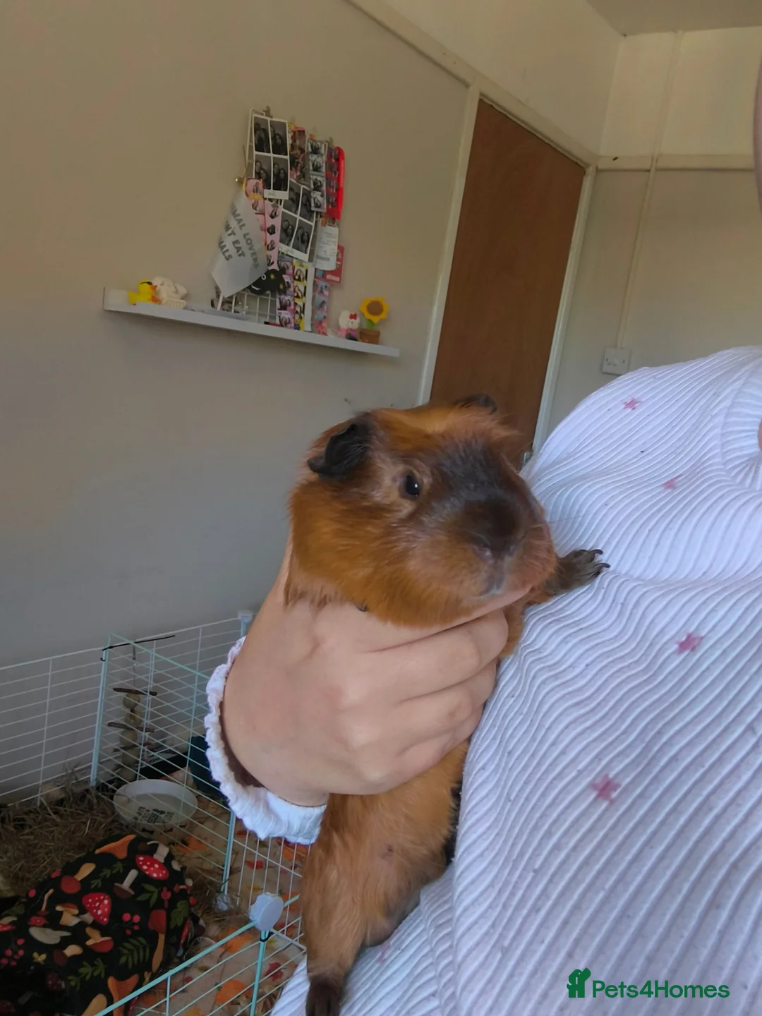Guinea Pig rodents for sale: Male guinea pig looking for the right home in Saxmundham - Advert 3