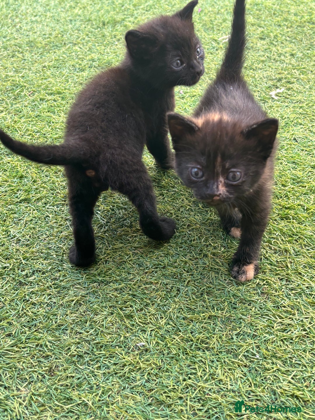 Mixed Breed cats for sale: Kittens ready to leave  - Image 9