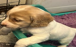 Cocker Spaniel dogs for sale: Working Cocker Spaniels - Image 10
