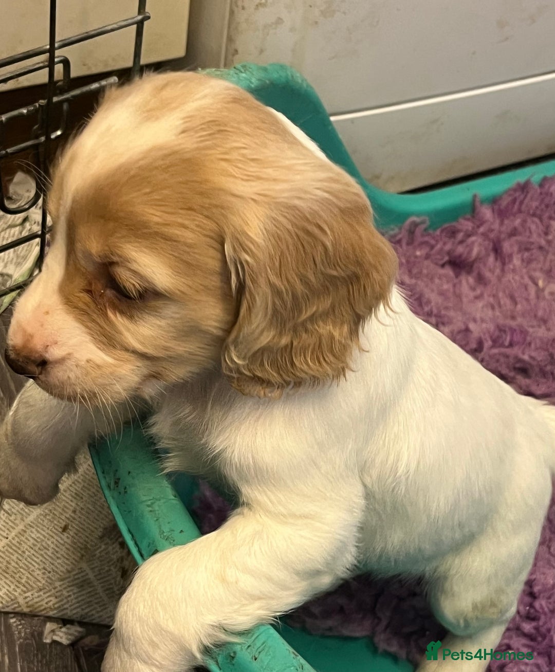 Cocker Spaniel dogs for sale: Working Cocker Spaniels - Image 10