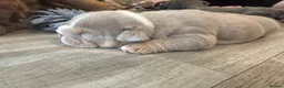 English Bulldog dogs for sale: Kc reg Incredible litter health tested Parents  - Advert 12
