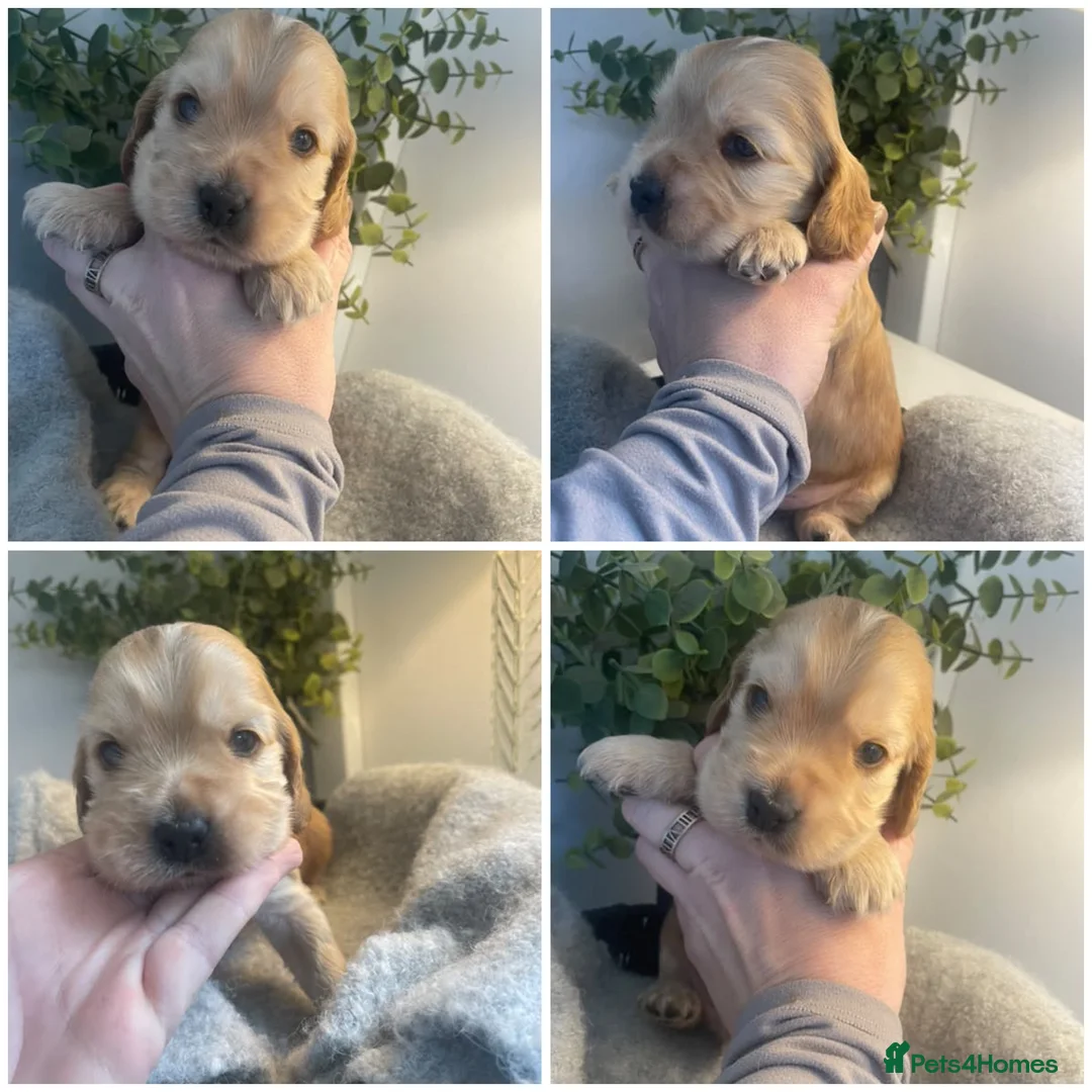 Cocker Spaniel dogs for sale: KC Show cocker spaniels 🤎 - Advert 1