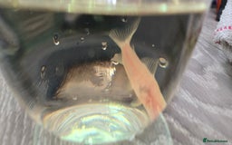 Catfish fish for sale: 5 catfish for sale with aquarium and filter - Image 4