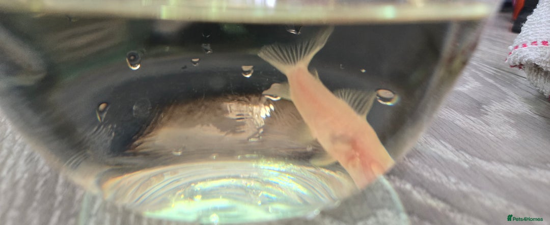 Catfish fish for sale: 5 catfish for sale with aquarium and filter - Image 4