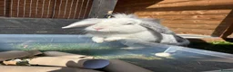 Lionhead rabbits for sale: Lionhead female in Newcastle upon Tyne - Advert 9