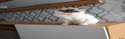 Ragdoll cats for sale: Stunning ragdoll kittens  - Advert 7