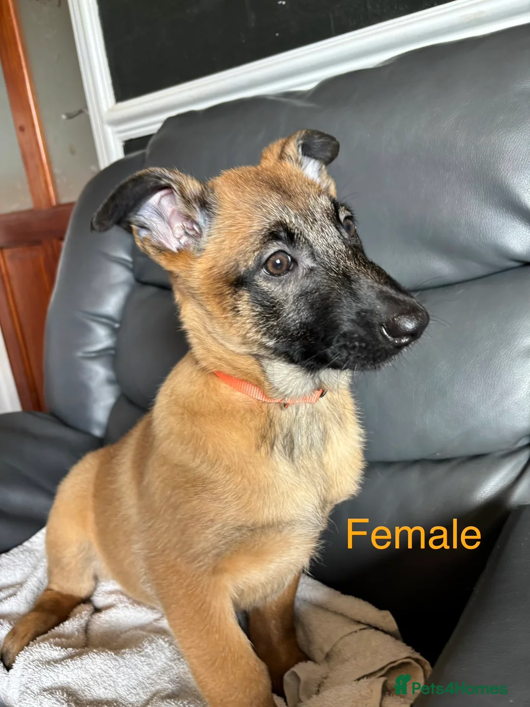 Belgian Shepherd Dog dogs for sale: 9 week old pure Belgian Malinois puppies for sale  - Advert 15