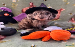 Cockapoo dogs for sale: PRA clear F1b Cockapoo puppies  - Image 15