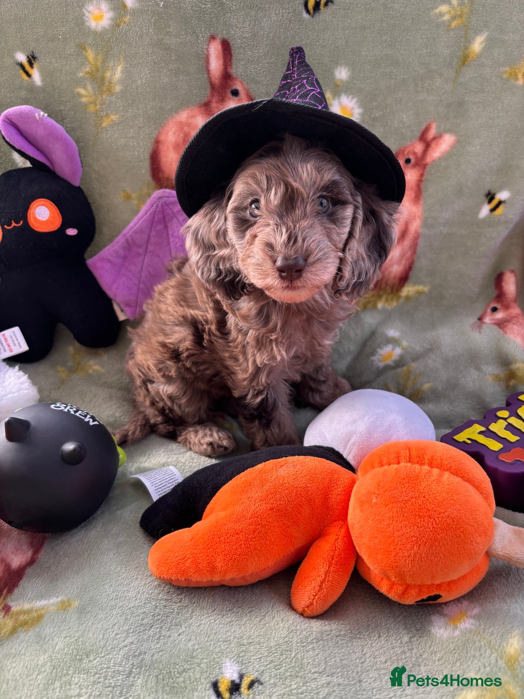 Cockapoo dogs for sale: PRA clear F1b Cockapoo puppies  - Image 15