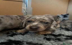 Miniature Dachshund dogs for sale: Mini dachshund puppies 6 weeks - Advert 19