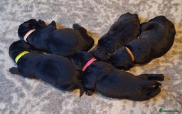 Labrador Retriever dogs for sale: Beautiful black Labrador puppies  - Image 9