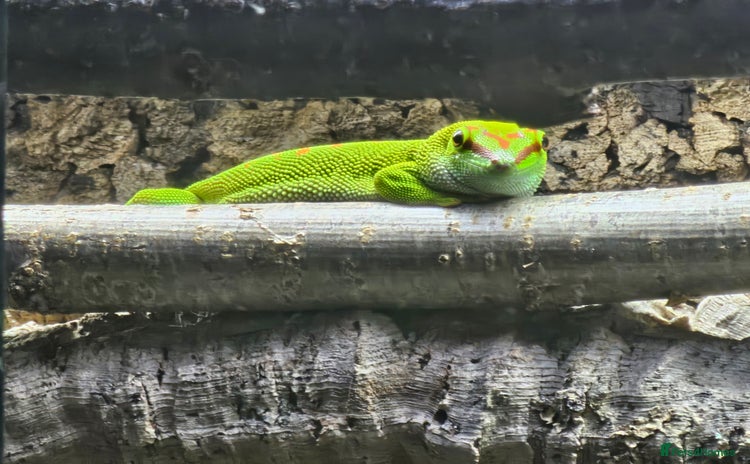 Gecko reptiles - Advert 1