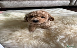 Jackapoo dogs for sale: Beautiful Jackapoo bitch - Image 3
