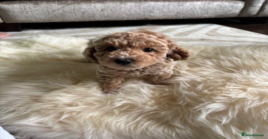 Jackapoo dogs - Advert 11