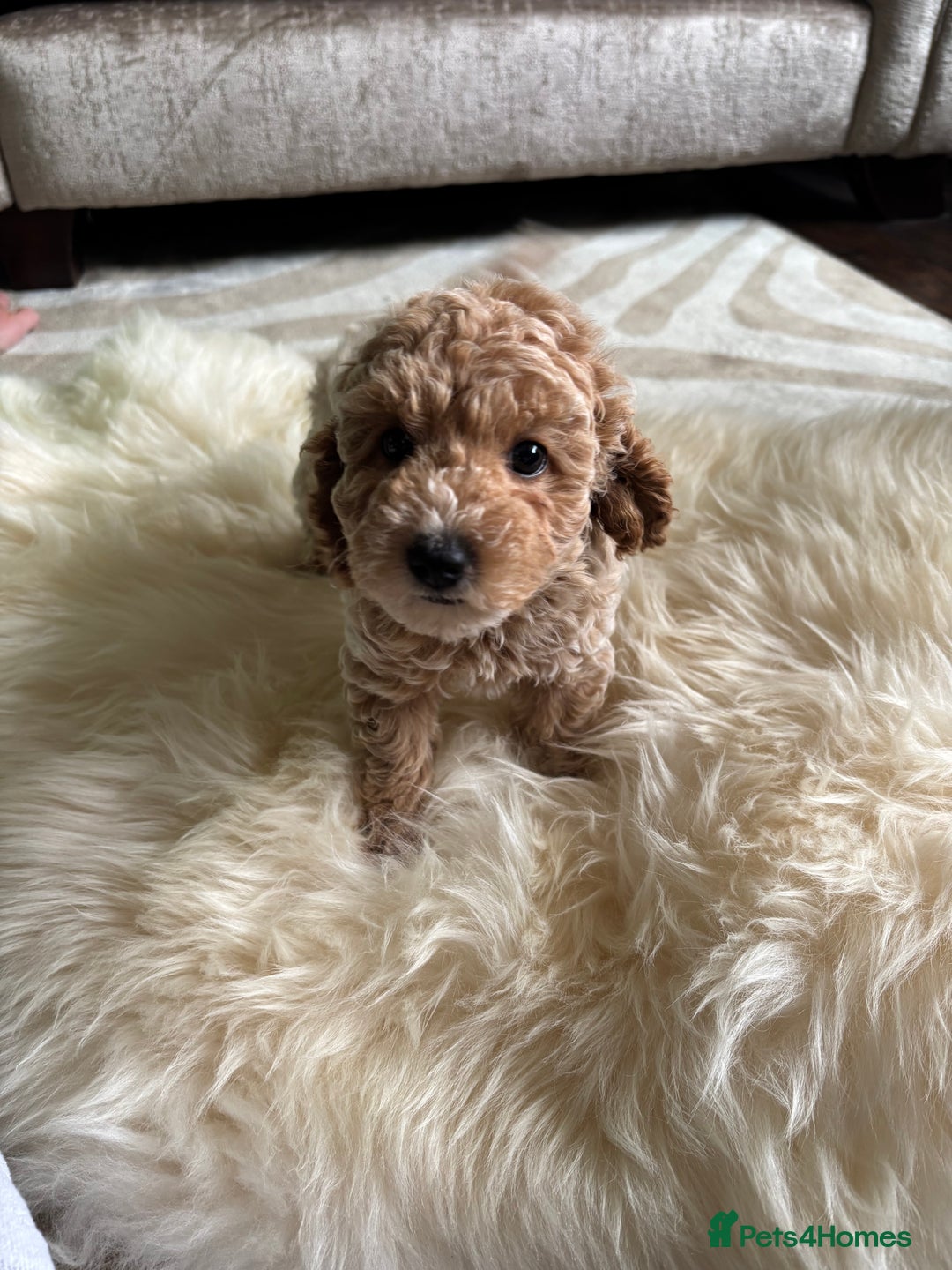 Jackapoo dogs for sale: Beautiful Jackapoo bitch - Image 3