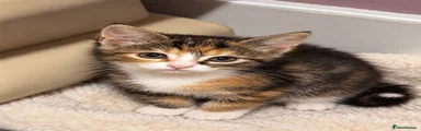 Biscuit