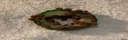 Snails fish for sale: Ramshorn Snails Tank Breed Disease free.. - Advert 2