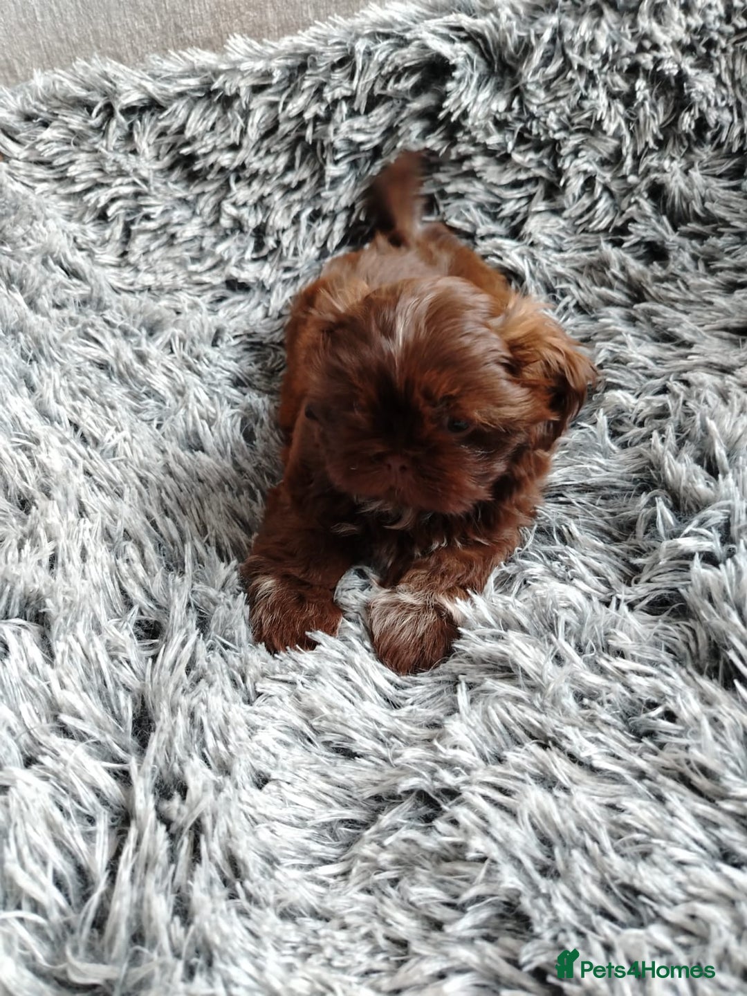 Shih Tzu dogs for sale: Imperial shi tzu babies  - Image 22