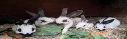 English rabbits for sale: Fully vaccinated pure English rabbits - ready now! - Advert 10