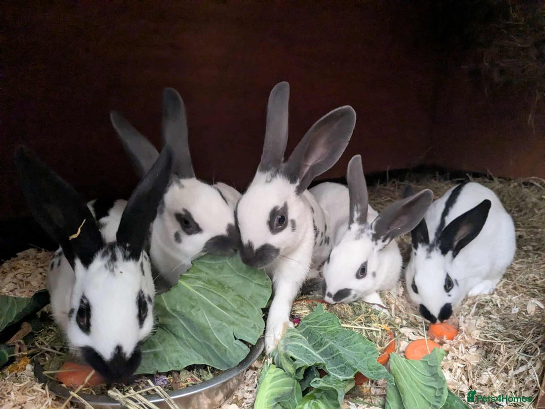 English rabbits for sale: Fully vaccinated pure English rabbits - ready now! - Image 10
