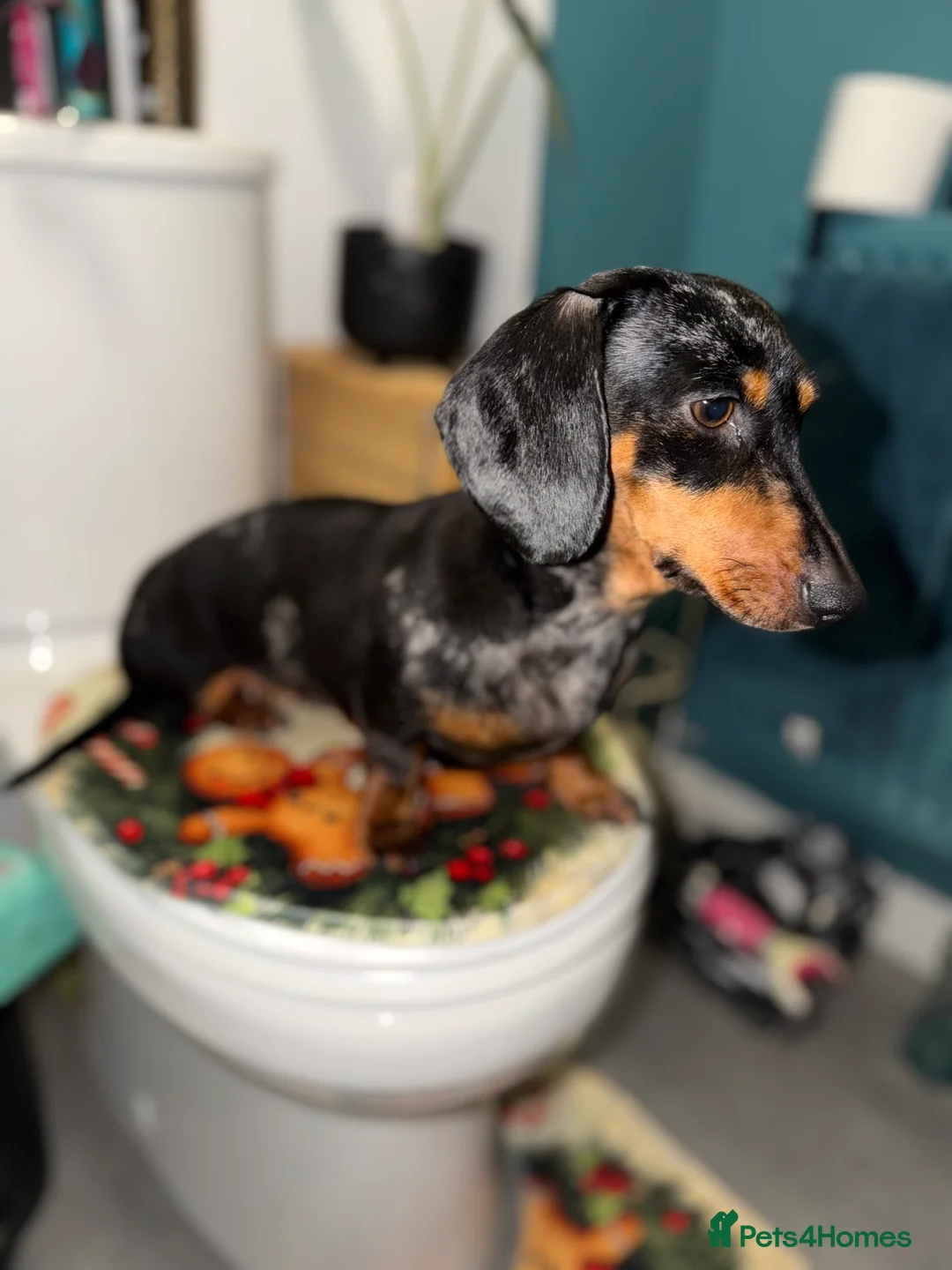 Dachshund dogs for sale: Female Dachshund  - Advert 2