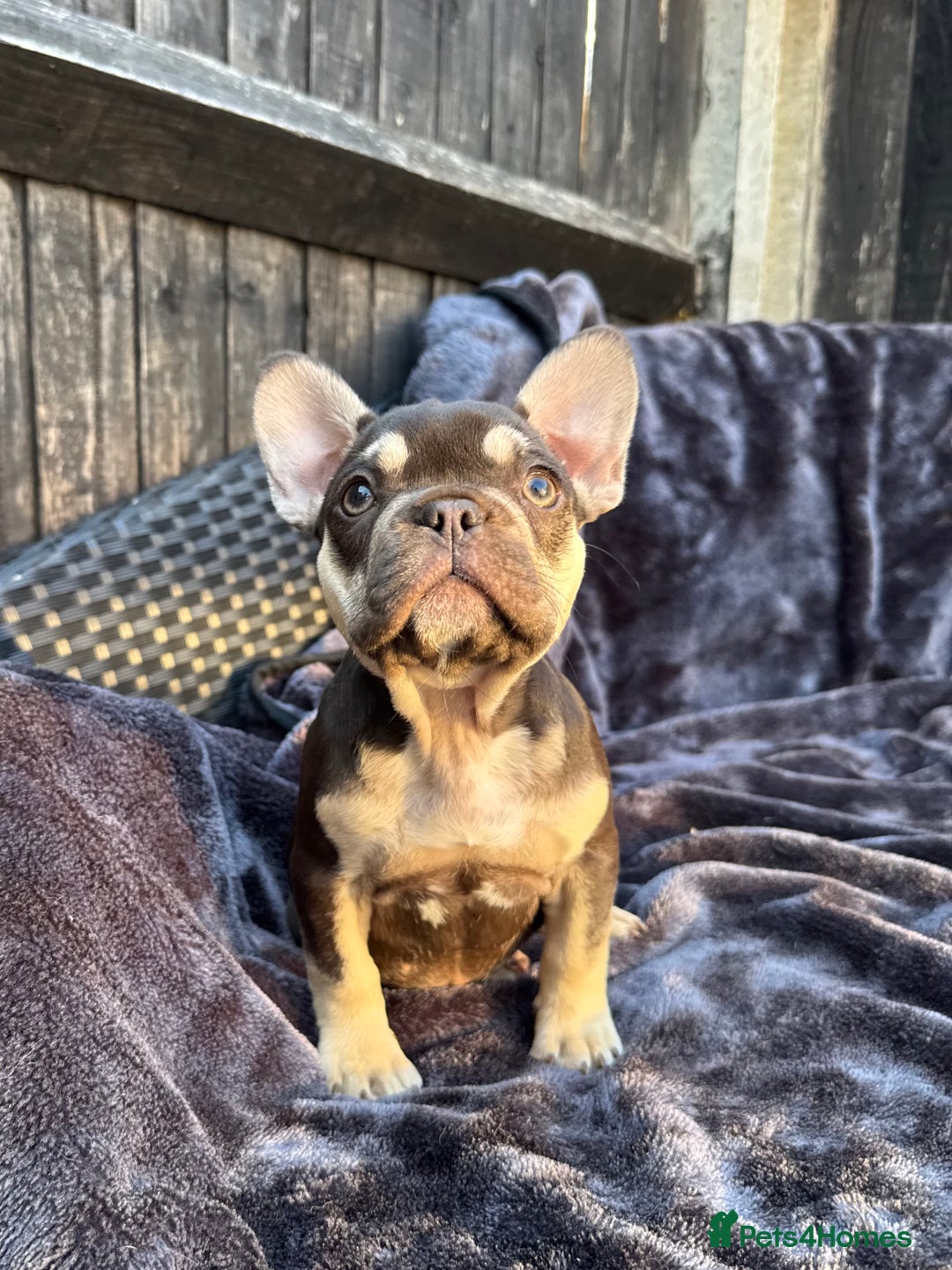 French Bulldog dogs for sale: Ready now, lovely lilac/chocolate French bulldogs in Maidstone - Image 4