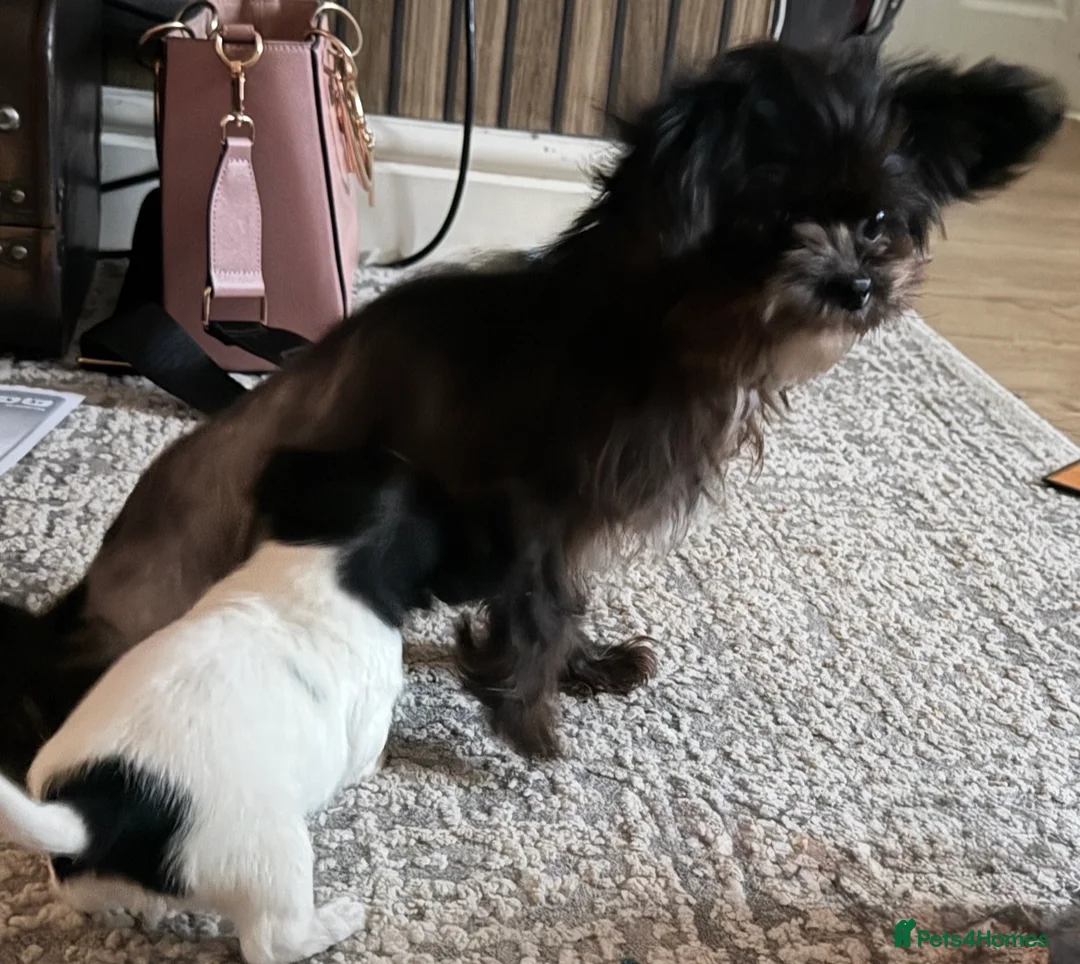 Chihuahua dogs for sale: Chihuahua x Shih ztu - Advert 2