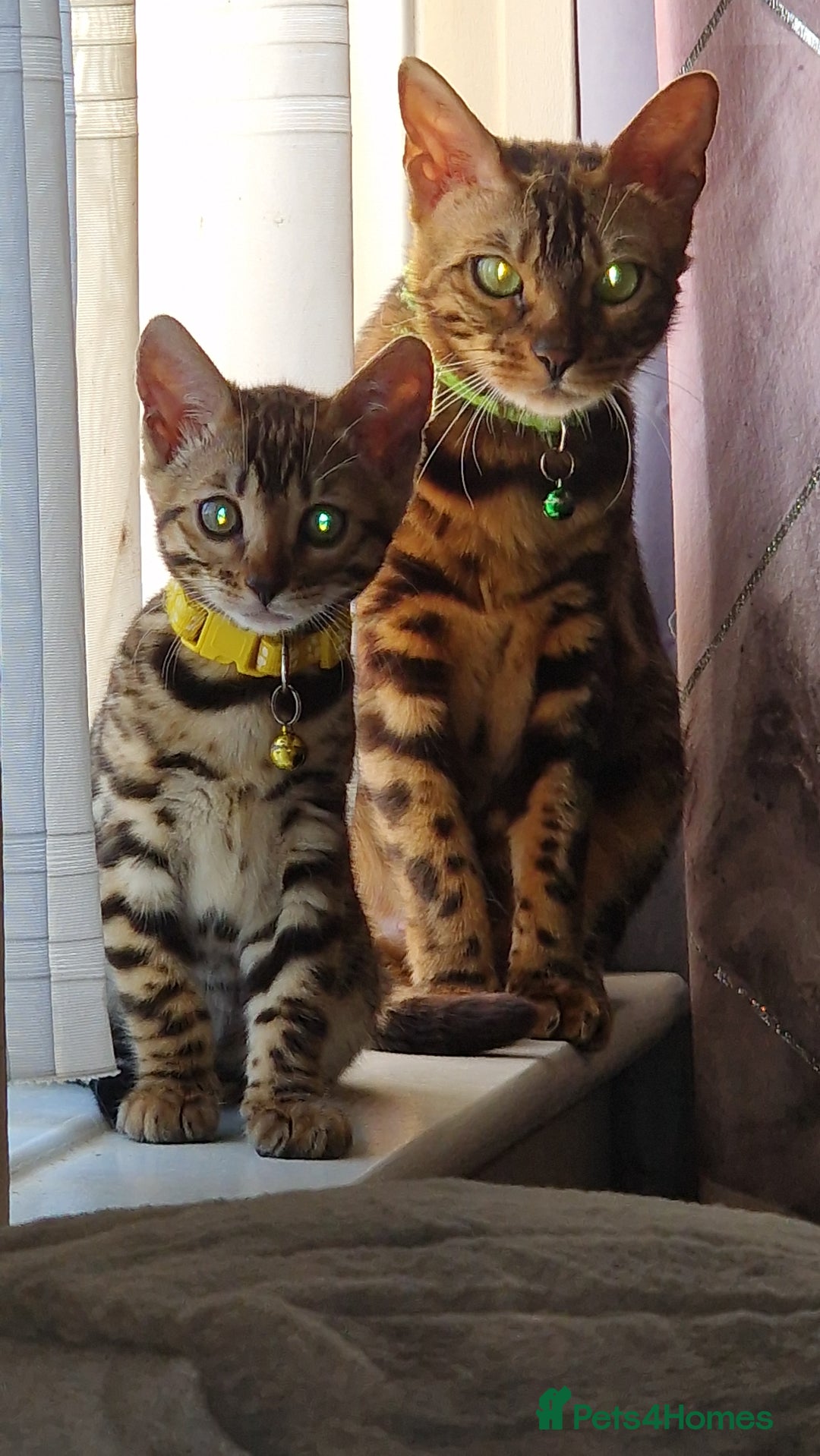 Bengal cats for sale: Two gorgeous Bengals girls  😻😻❤️ - Image 1