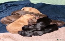 Cocker Spaniel dogs for sale: Cocker spaniel puppies - Image 12