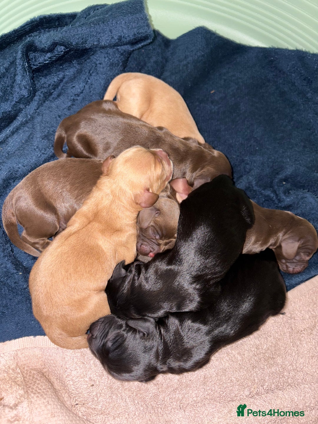 Cocker Spaniel dogs for sale: Cocker spaniel puppies - Image 12