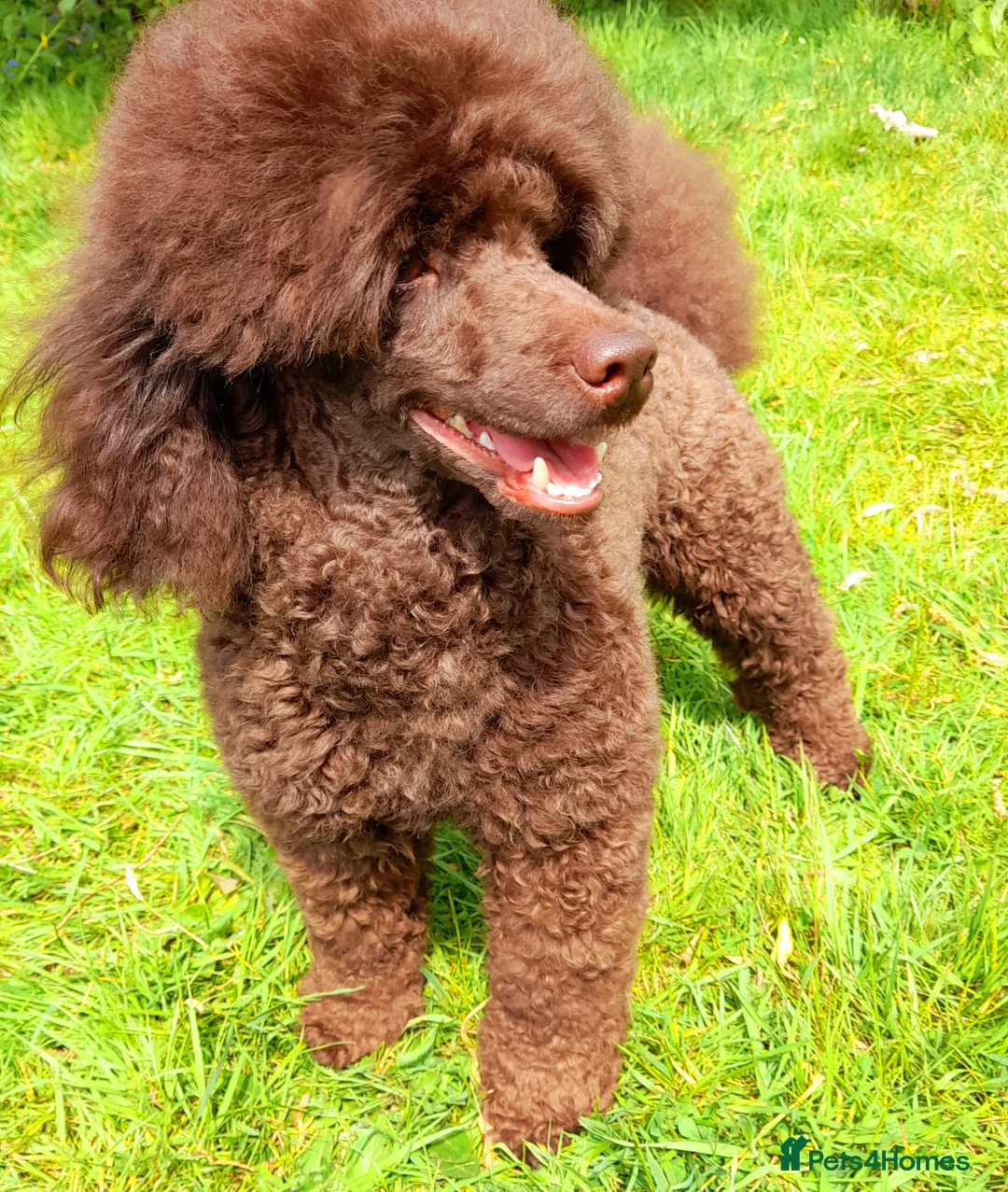 Miniature Poodle dogs for stud: Imported Brown Miniature Poodle & Cavalier Studs in Sutton Coldfield - Advert 5