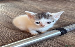 Sphynx cats for sale: Sphynx x American shorthair  - Image 5